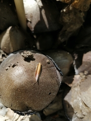 Psathyrellaceae