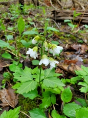 Cardamine diphylla