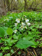 Cardamine diphylla