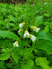 Cardamine diphylla