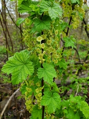 Ribes rubrum