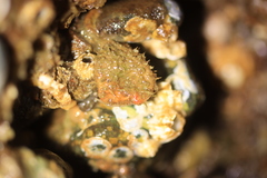 Boltenia villosa