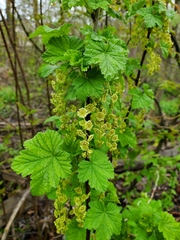 Ribes rubrum