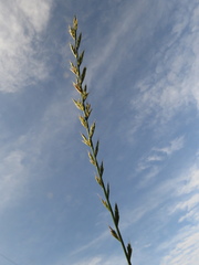 Lolium multiflorum