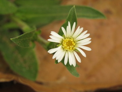 Noticastrum marginatum