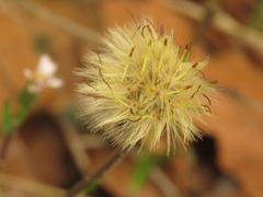 Noticastrum marginatum