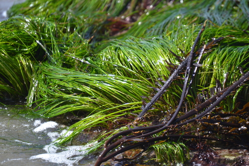 Phyllospadix scouleri Hook.