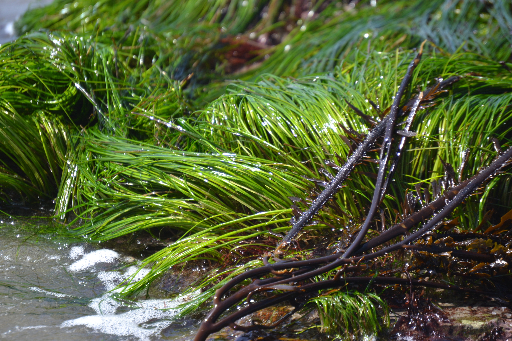 Phyllospadix scouleri