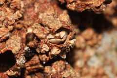 Semibalanus cariosus