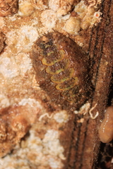 Mopalia ciliata