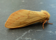 Hepialus humuli