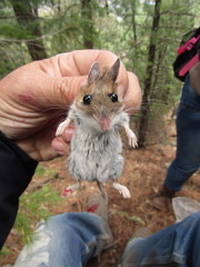 Peromyscus boylii