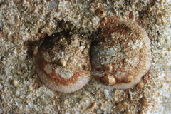 Pododesmus macrochisma image