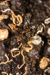 Heptacarpus pugettensis