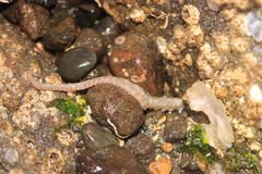 Octopodoidea