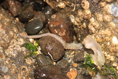 Octopodoidea