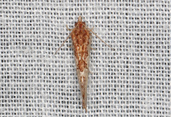 Glyphidoptera polymita