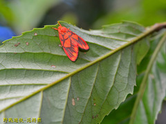 Matsumursine horishanella