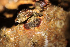 Watersipora cucullata