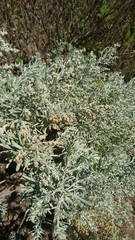 Artemisia thuscula