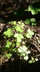 Drusa glandulosa