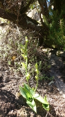 Habenaria tridactylites