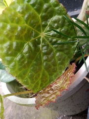 Begonia goegoensis