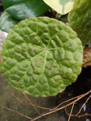 Begonia goegoensis