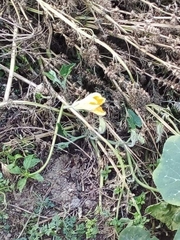 Narcissus bulbocodium