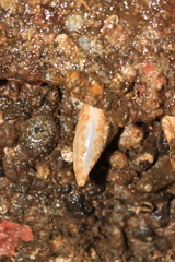 Eupentacta quinquesemita