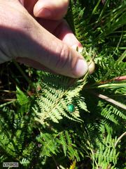 Erachtheus lutulentus