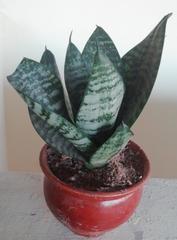 Sansevieria