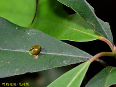 Hemisphaerius formosus