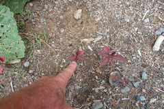 Amaranthus hypochondriacus