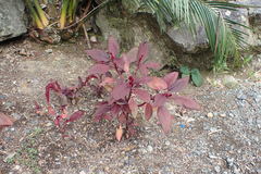 Amaranthus hypochondriacus