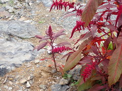 Amaranthus hypochondriacus