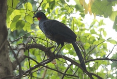 Penelope superciliaris