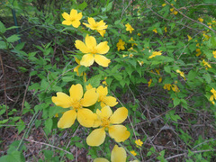 Kerria japonica