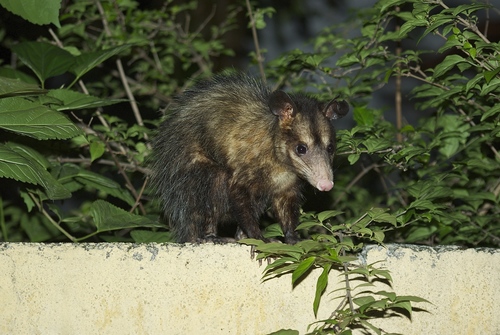 Big-eared Opossum