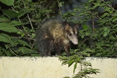 Big-Eared Opossum photo 4