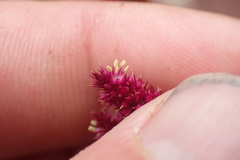 Amaranthus hypochondriacus