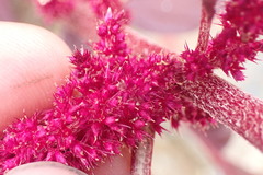 Amaranthus hypochondriacus
