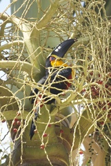 Ramphastos vitellinus