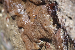 Eudistoma psammion