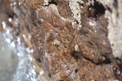 Eudistoma psammion