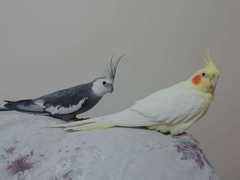 Nymphicus hollandicus