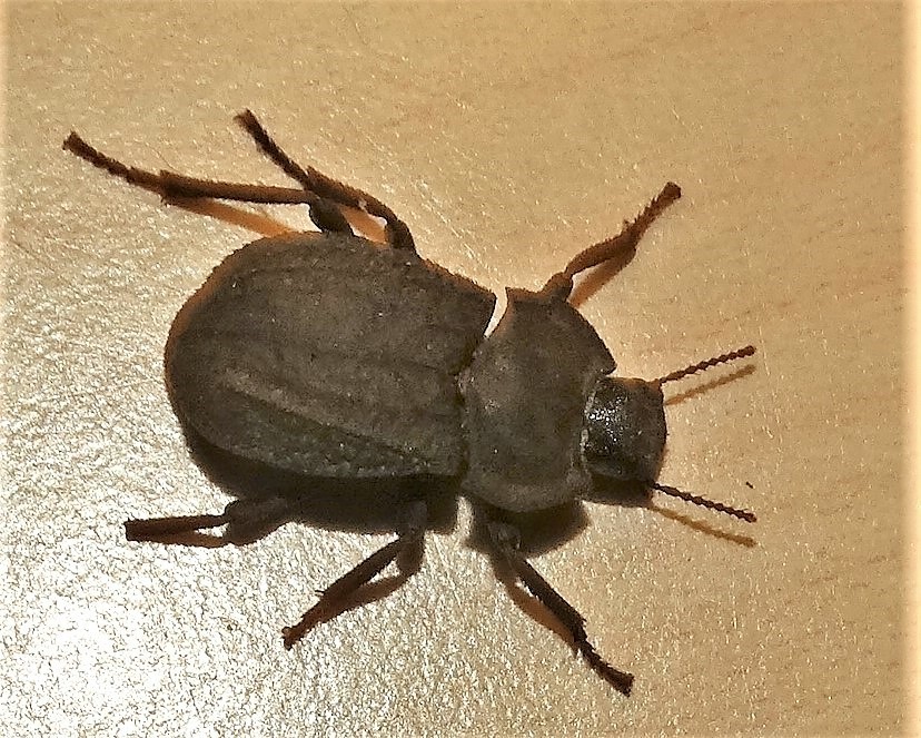 Afrasida