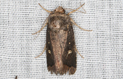 Proteuxoa hydraecioides