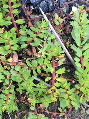 Laurembergia repens