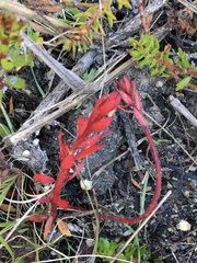 Laurembergia repens